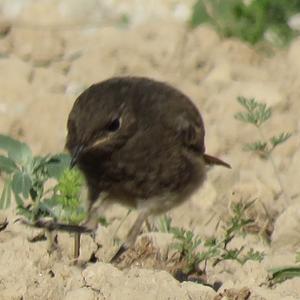 Black Redstart