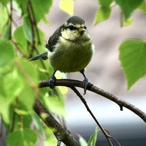 Blue Tit