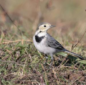 White Wagtail