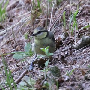 Blue Tit