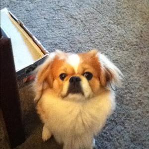 Pekingese