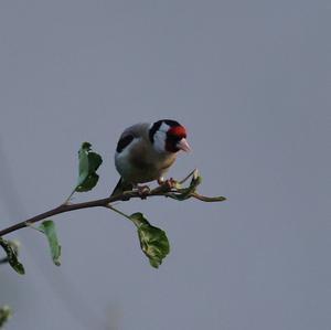 European Goldfinch