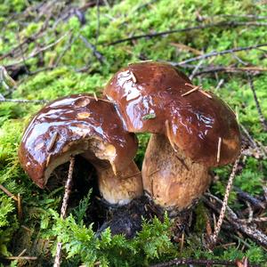 Bay Bolete