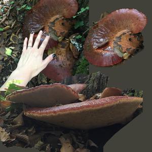 Beefsteak Polypore