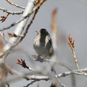 Eurasian Chaffinch