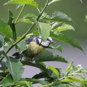 Blue Tit