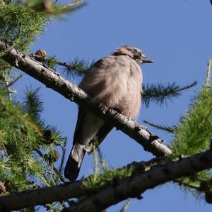 Eurasian Jay