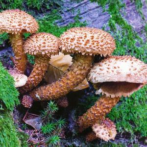 Scaly Pholiota