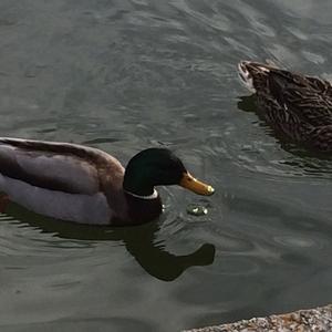 Garganey