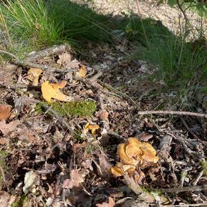 Chanterelle, Common