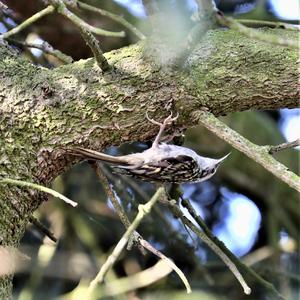 Short-toed Treecreeper