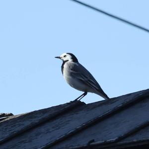 White Wagtail