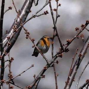 European Robin