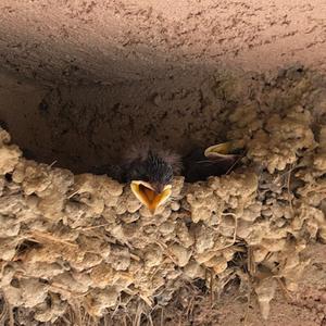 Barn Swallow