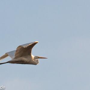 Great Egret