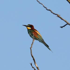 European Bee-eater