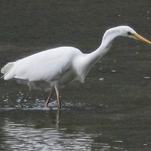 Great Egret