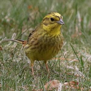 Yellowhammer