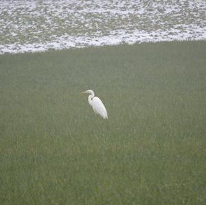 Great Egret