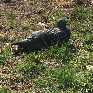 Rock Pigeon