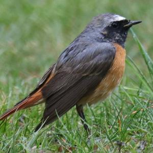 Common Redstart