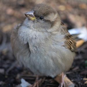 House Sparrow