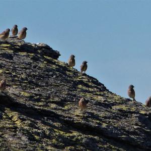 Eurasian Linnet