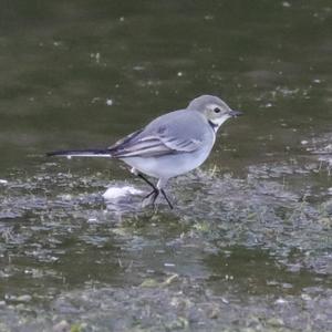 White Wagtail