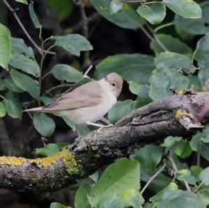 Garden Warbler