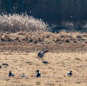 Common Crane