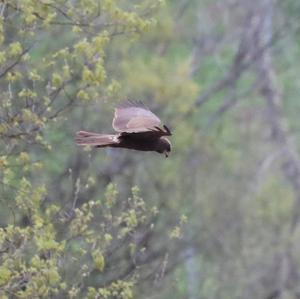 Western Marsh-harrier