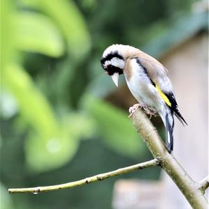 European Goldfinch