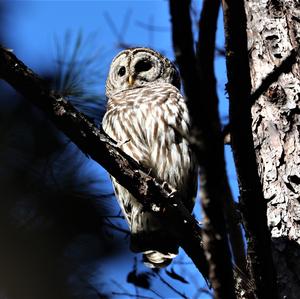 Barred Owl