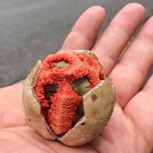 Red Cage Fungus