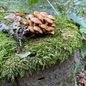 Changing Pholiota