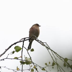 Eurasian Chaffinch