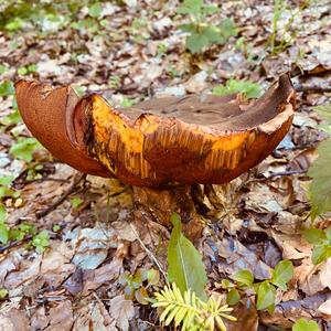 Dotted-stem Bolete