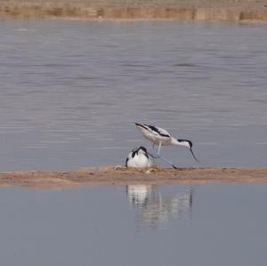 Pied Avocet