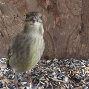 European Greenfinch