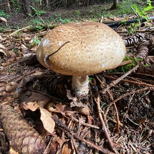 Red-staining Mushroom