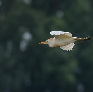 Cattle Egret