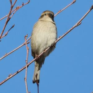 House Sparrow