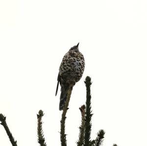 Mistle Thrush