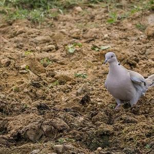 Eurasian Collared-dove