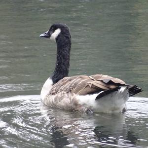 Canada Goose