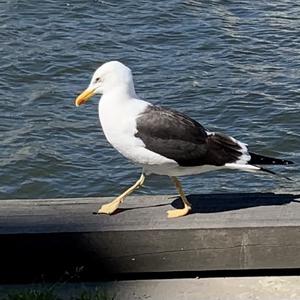 Lesser Black-backed Gull