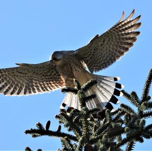 Common Kestrel