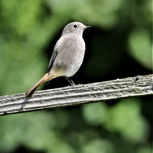 Black Redstart