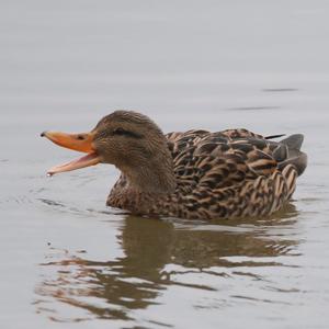 Gadwall