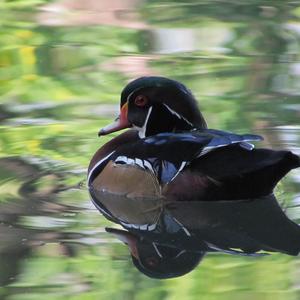 Wood Duck